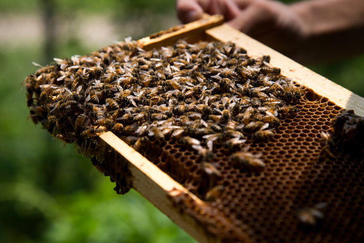 A different kind of bee corp
