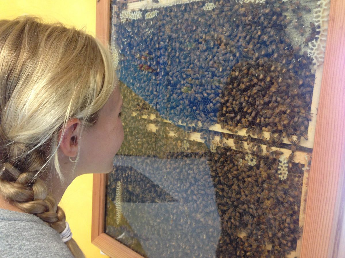 Bee Education In Schools | Nectar Blogs