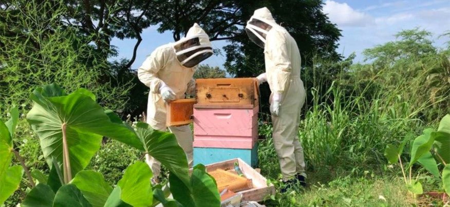 The current surfing world champ is a beekeeper