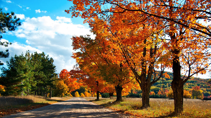 Shape Your Vision This Fall With Nectar Vision