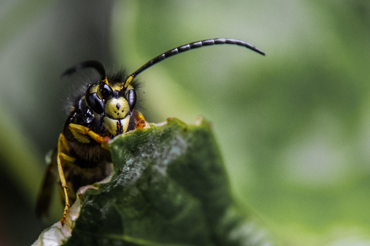 Inside the secret life of bees