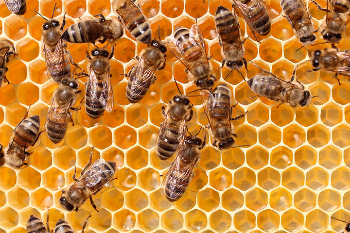 TMI: Inside a beehive