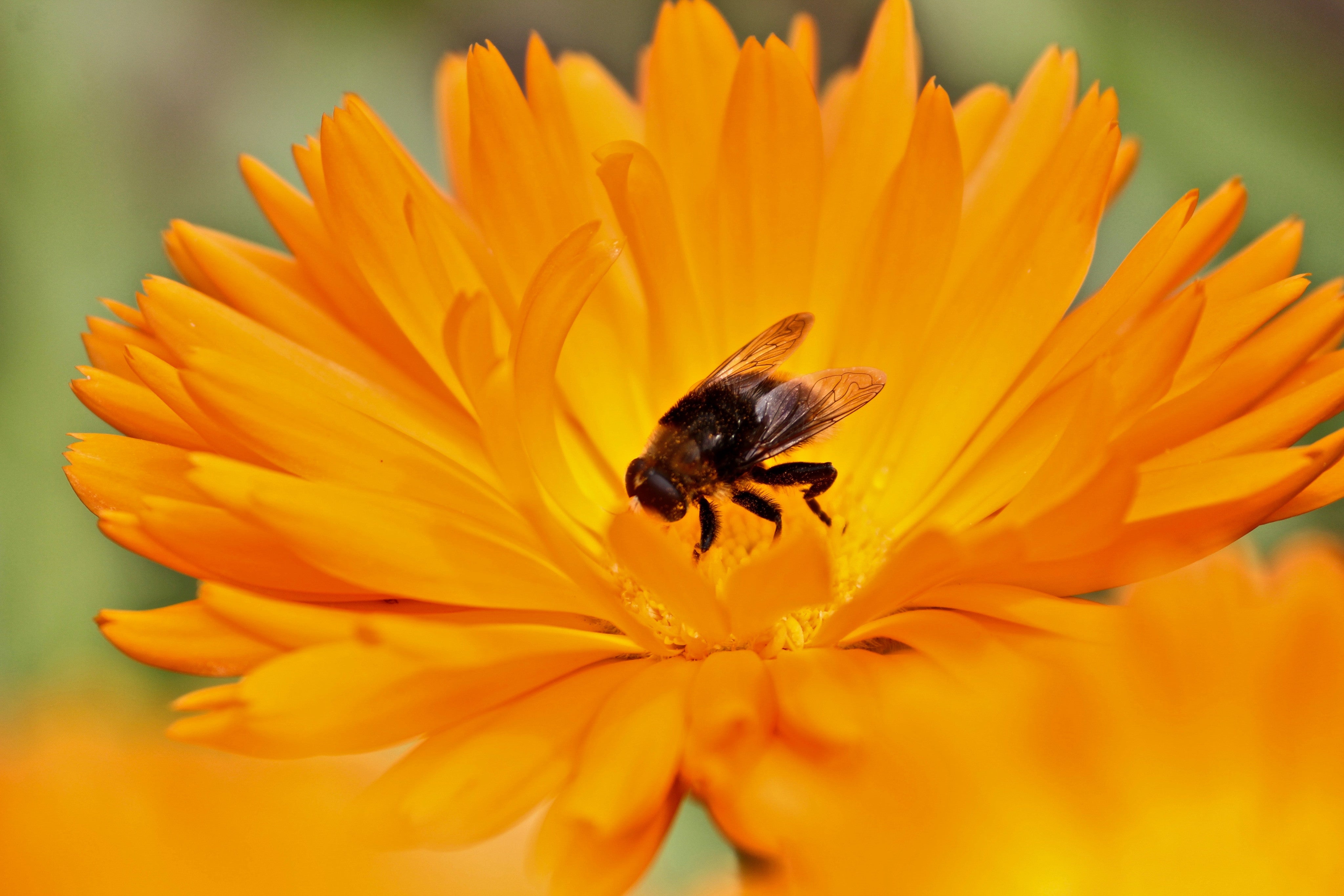 HOW BEES CONTRIBUTE TO THE PLANET